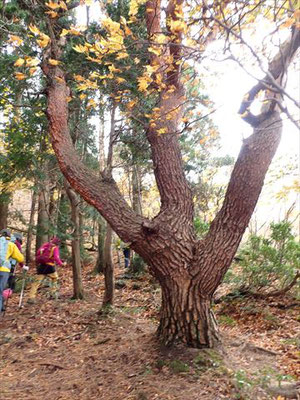 ヤケ山への登り返し途中、芦生杉のような松
