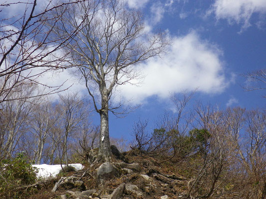 前山への稜線に取り付くお迎えブナ