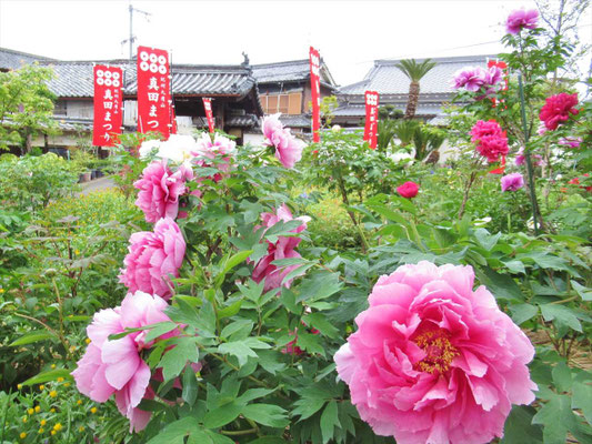 真田庵では、ちょうど、ボタンが見頃でした。