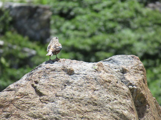 良い声で泣く鳥がいたので、カメラアップ