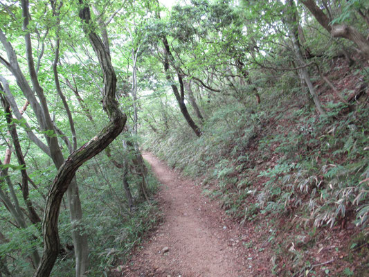 これは、走れそうな良い路です。走りませんが。