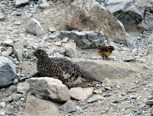 雷鳥沢を下っているとき、雷鳥の親子に出会いました。