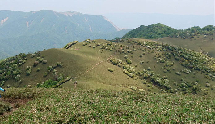 羊(シロヤシオ)の放牧場と後ろに藤原岳