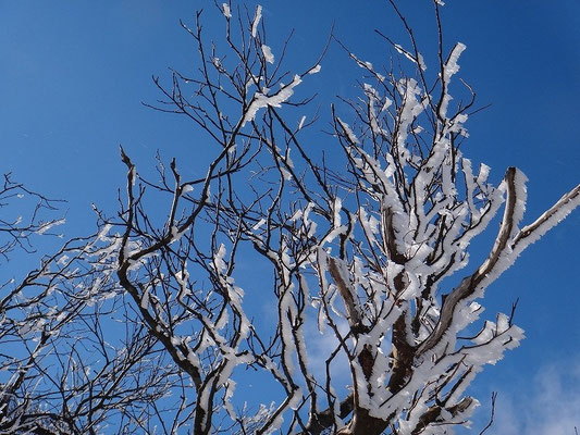 2~3cmぐらいの樹氷が枝の風上側に付いていました