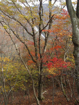 土倉岳から先も紅葉が見られました