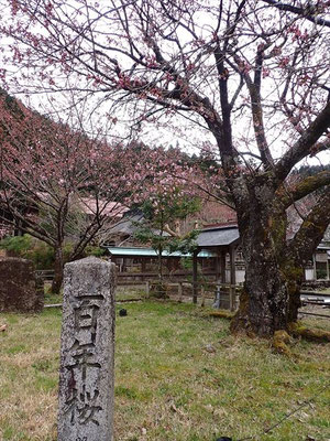宮、春日神社にある「百年桜」まだ二分咲き