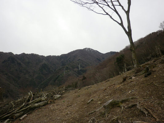 伐採場から歩いてきた縦走路と三国岳を見上げる