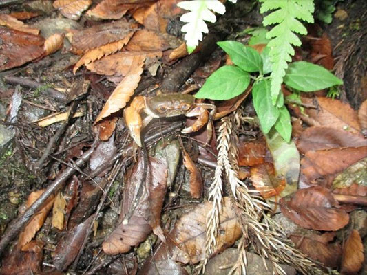 登山道の湿地にカニ