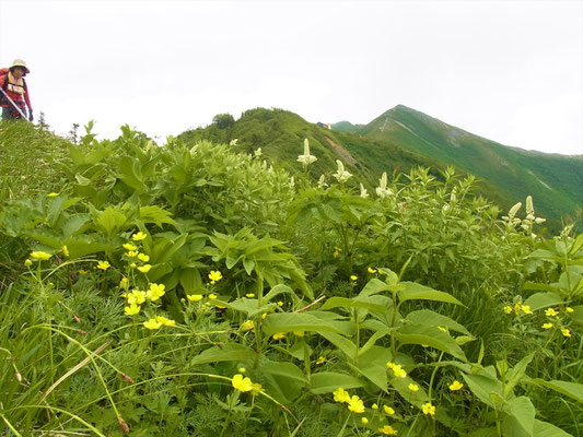 高山植物と爺が岳と登山者 (我メンバーです)