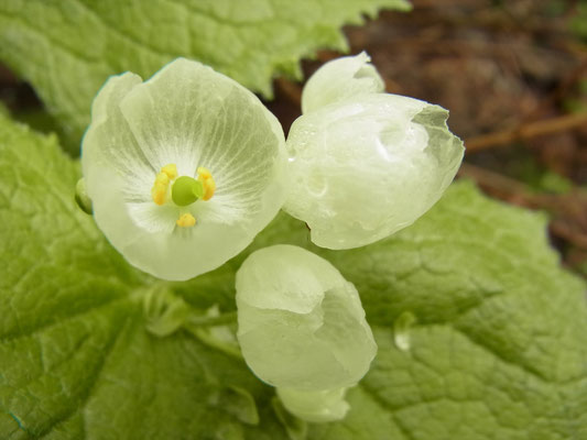 サンカヨウの花は水に濡れると透き通ります。