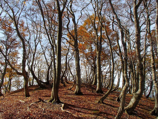 1000mを超えると紅葉は過ぎ、落葉した樹が多くなってきました