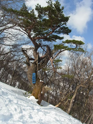 「仁王の松」厳冬を生き抜いて