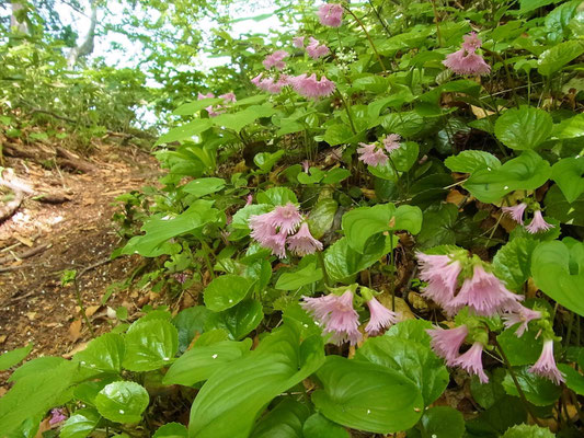 登山道脇のイワカガミ