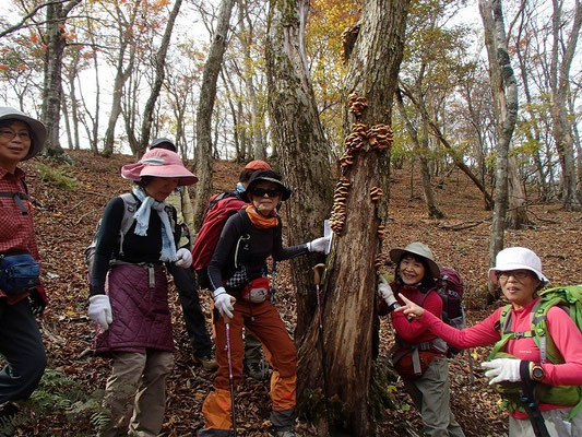 またまた発見!色めき立つナメコ女史たち