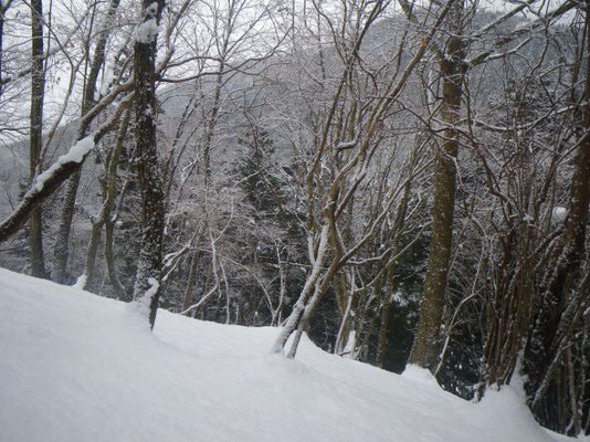 雪が舞う