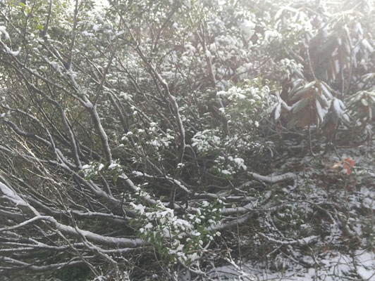 堂満岳山頂手前の雪着きの木々