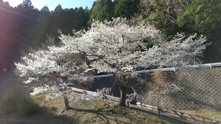 宮妻峡の駐車場の桜の大木
