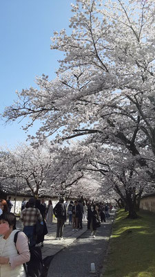 醍醐寺、桜爛漫です。