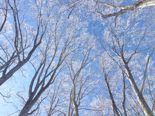 ブナ林についた樹氷、きれい