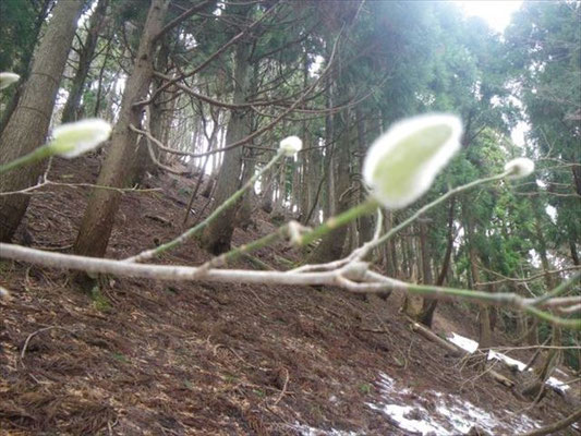 タムシバのふんわり冬芽。いつ開く？