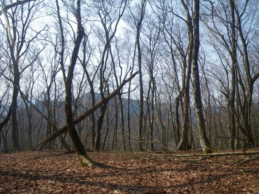 芽吹き前の雑木林。新緑が待たれる。
