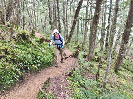 苔むした登山道だが歩きやすい(下山時撮影)
