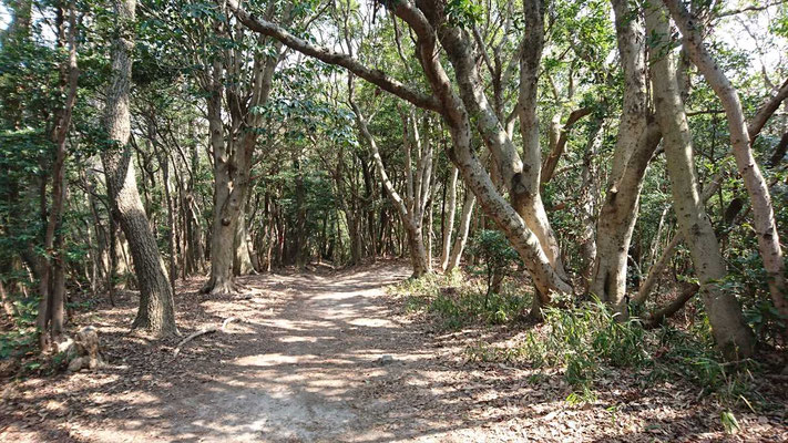常緑広葉樹の登山道