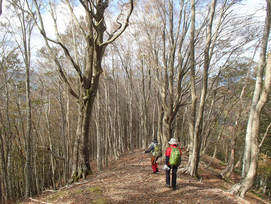 小栗山へ向かう尾根もきれいなブナ林でした