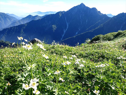 7月３０日　奥大日岳直下から剱岳