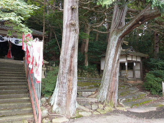 百々神社の脇に八幡山ハイキングコースがあります。竹杖も用意されています。