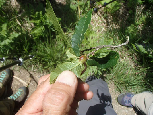 クリタマバチによる虫こぶ これによって全滅したクリもあったとか…