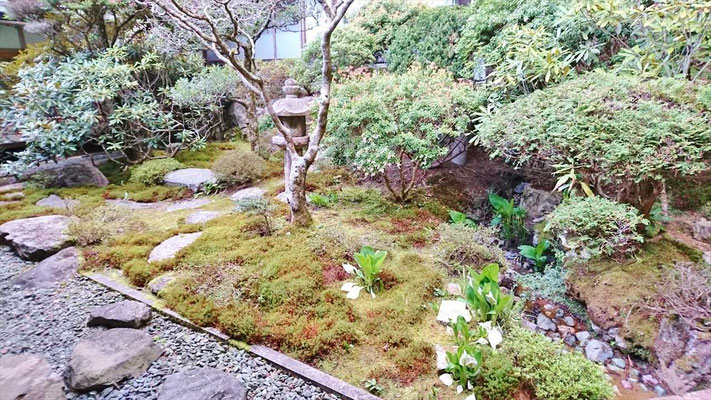 お庭には、水芭蕉が咲いて