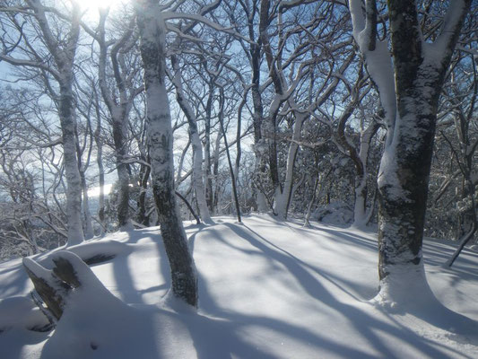 新雪に伸びるブナの影。