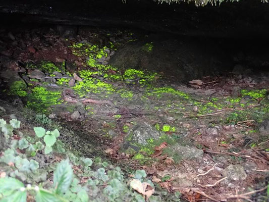 10/2　帰り道、寄り道１２３歩でヒカリ苔が見られました。