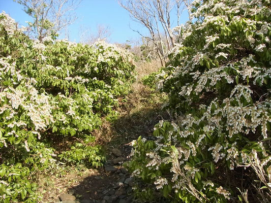 ホッケ山への登りでアセビの花