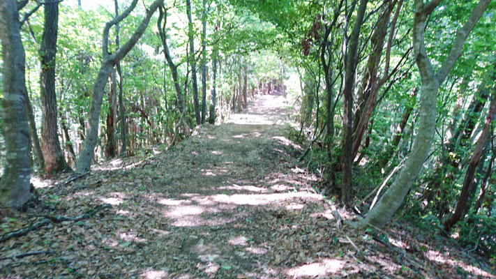 賤ケ岳までは、歩き安い良い道が付いています