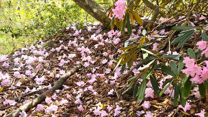 昨日の強風で花が散ったのか、シャクナゲの絨毯