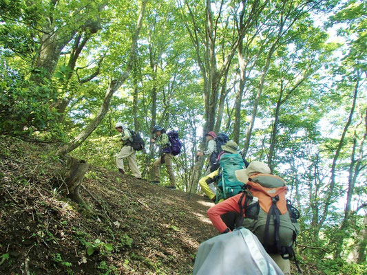 新緑の中を気持ちよく歩きます。