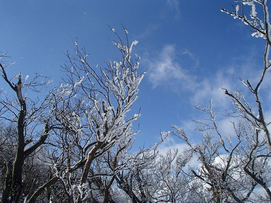 よく見ると、霧氷や積雪ではなく、樹氷です