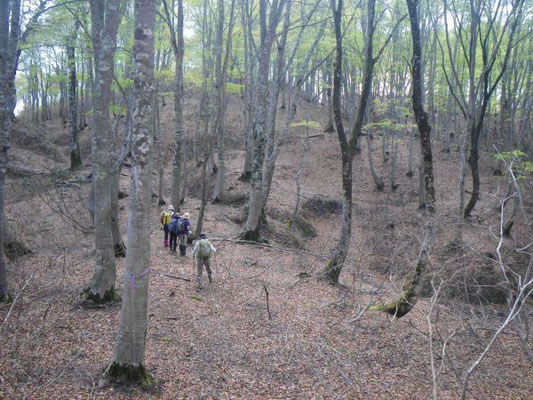 　ブナ林の中、下谷山に向けて、虎ロープと青・ピンクの案内が続く。M