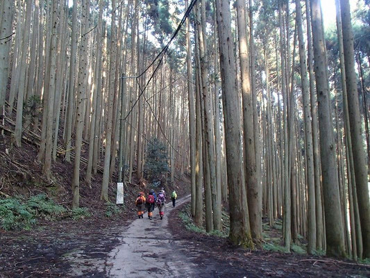朝もやの杉木立の中を進みます