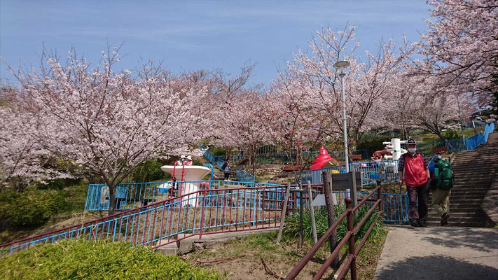 須磨浦山上遊園の満開の桜