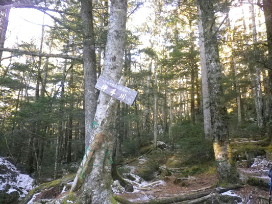 八ヶ岳らしい岩と苔の登山道「押手川」付近