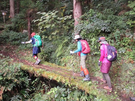 苔むした丸木の橋