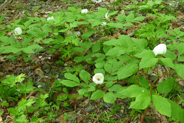 20.秘密の花園