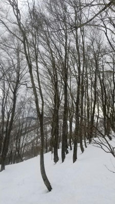 標高700メートルあたり、ブナの森に雪が似合う