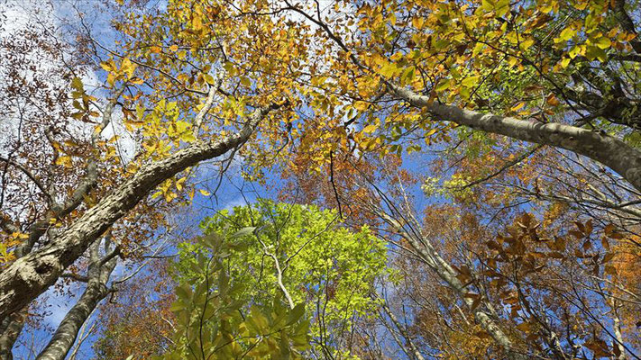 見上げると青空と紅葉。もうすぐ秋も終わりですね。