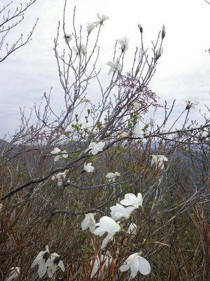 こぶしの白い花がよく目立つ、ここは桜と一緒に咲いていた