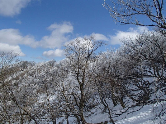 山頂が近づくと、枝先が白くなってました