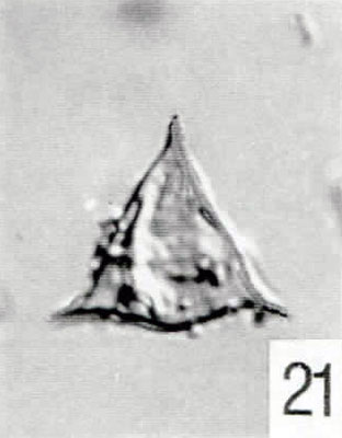 21. Veryhachium reductum [Pech 1-07: 31,6/94,6] (IC) 